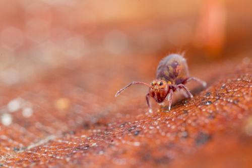 Dicyrtoma fusca